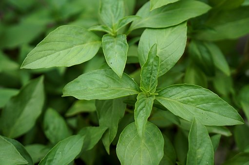 BASILIC BIO - Ocimum Basilicum - Huile essentielle 10ml