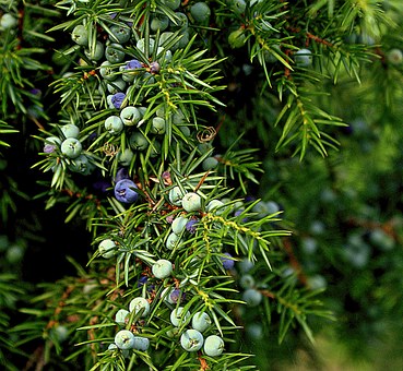CADE BIO - Juniperus Oxycedrus