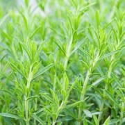 ESTRAGON BIO - Huile essentielle - Artemisia Dracunlus