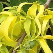 YLANG YLANG - Huile Essentielle BIO – L’Exotisme Apaisant - 10ml